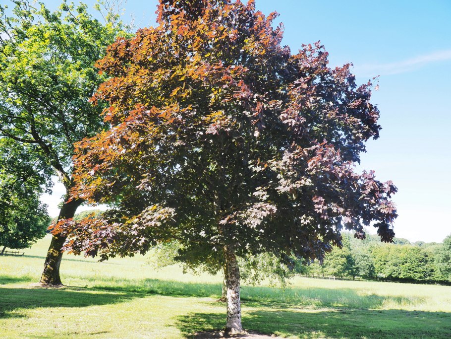 Клён остролистный платановидный