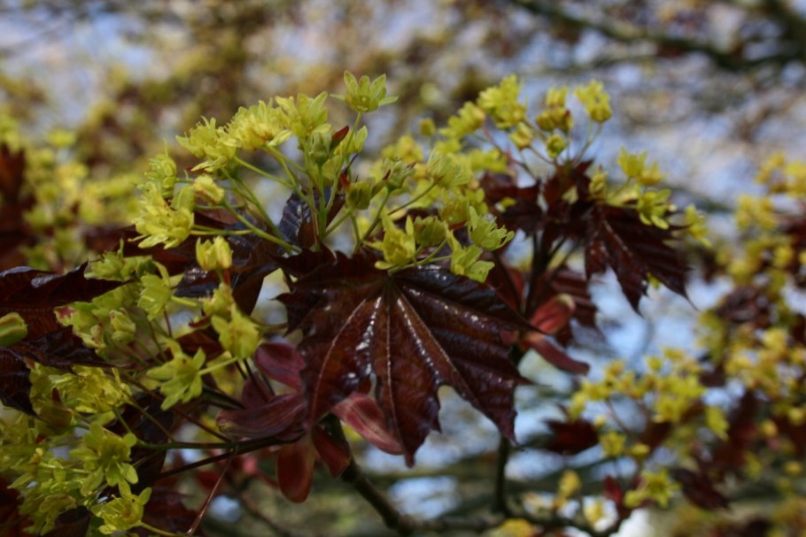 Клён остролистный