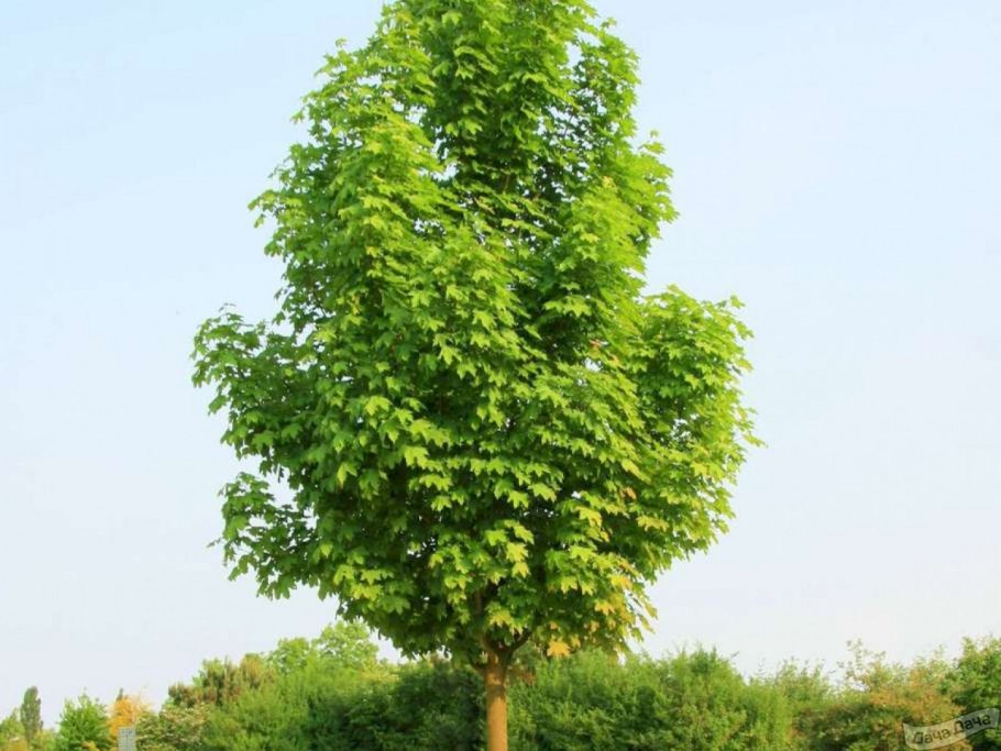 Клён остролистный платановидный