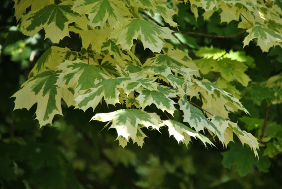 Клён остролистный платановидный