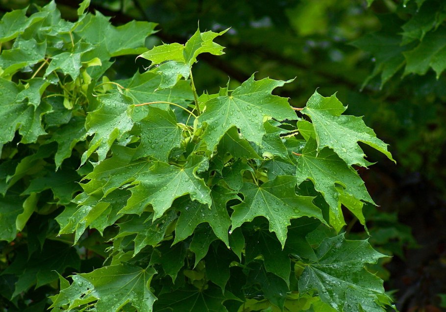 Acer platanoides 'Columnare'