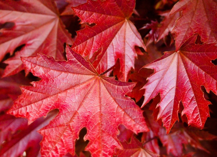 Клен остролистный globosum