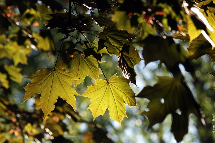 Клен остролистный Кримсон Кинг