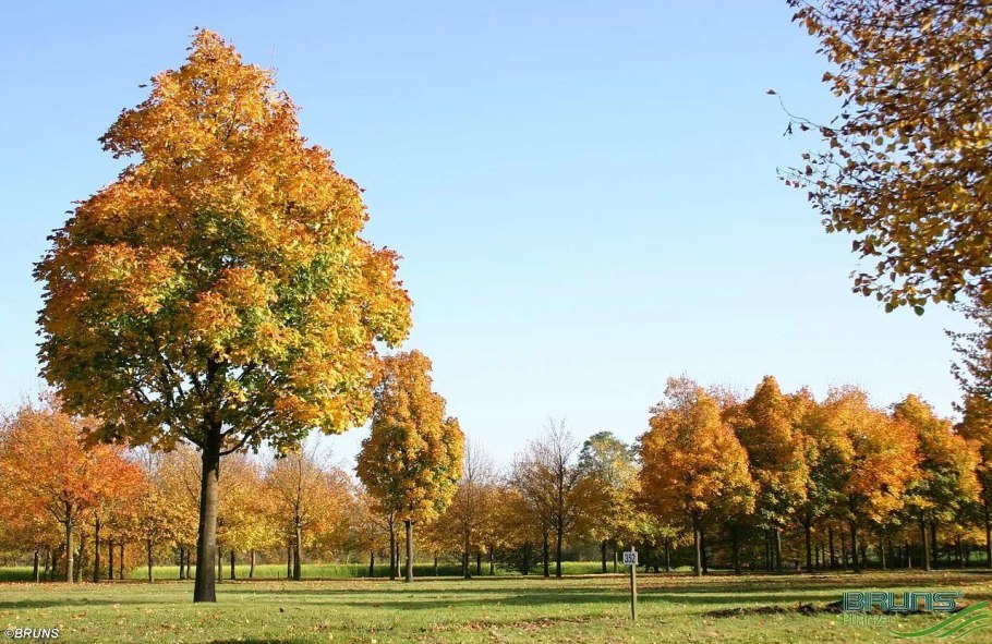 Клён остролистный