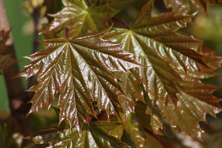 Клен остролистный (Acer platanoides)