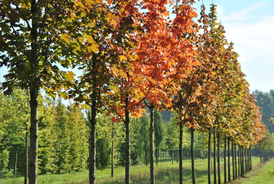 Клен остролистный (Acer platanoides)