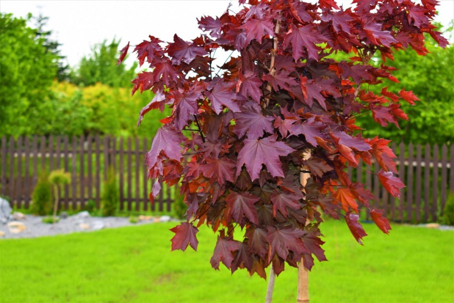 Клен остролистный друммонди (Acer platanoides drummondii)