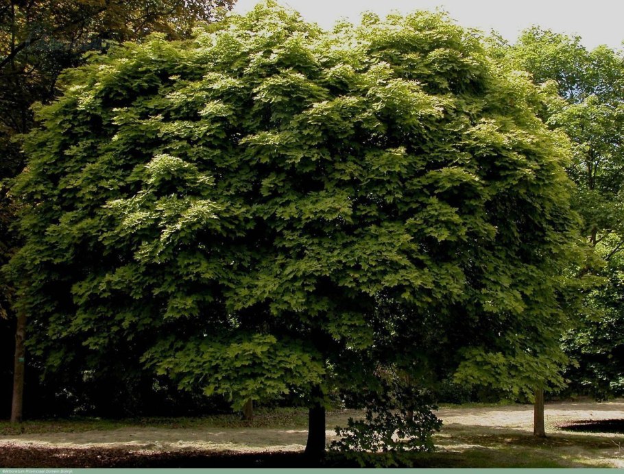 Клён остролистный глобозум