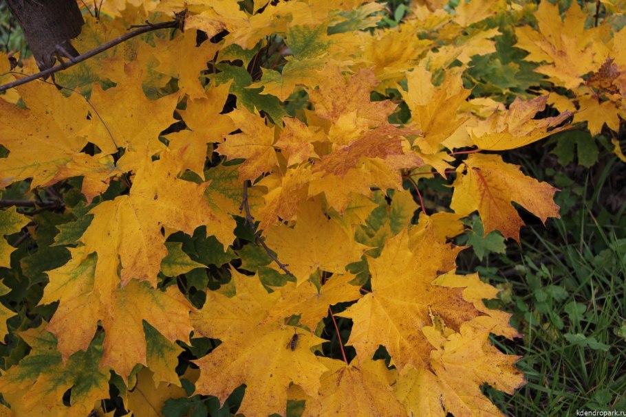 Клен Acer platanoides