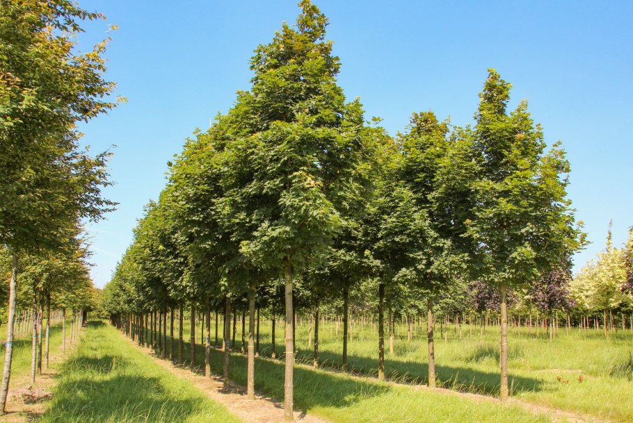 Клен остролистный Cleveland