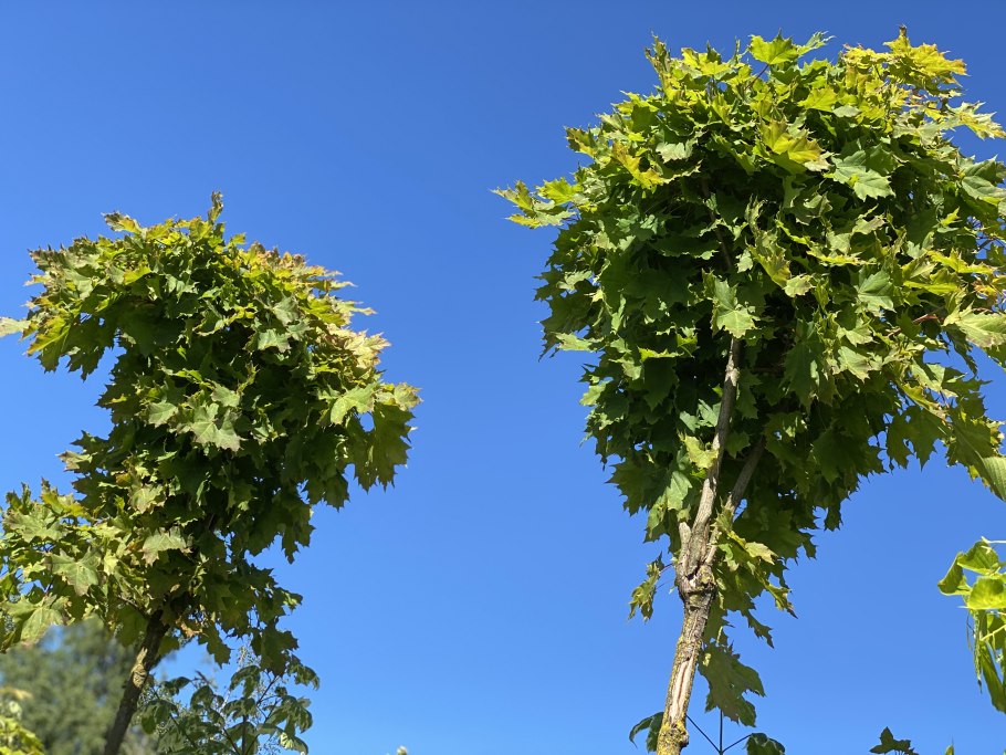 Клён остролистный платановидный