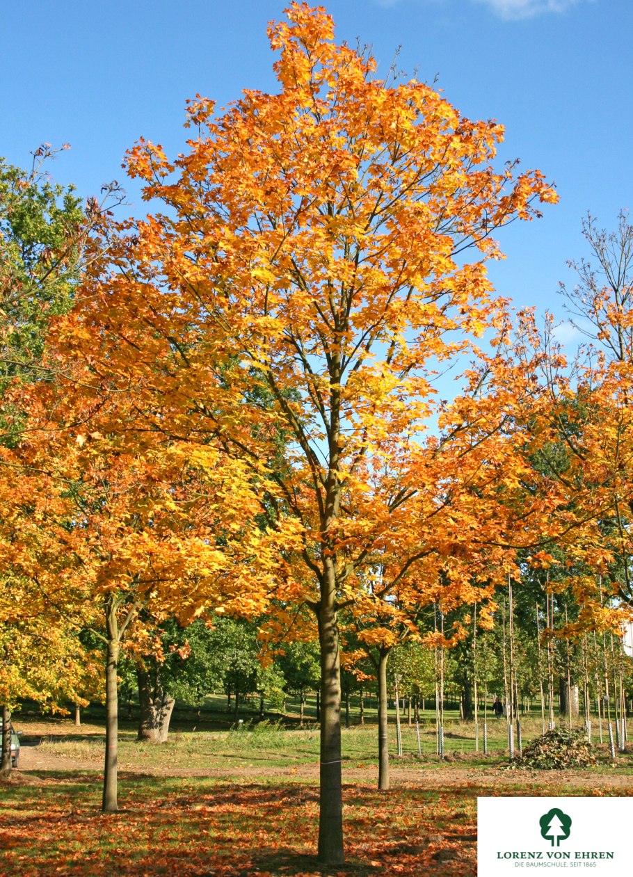 Клен остролистный (Acer platanoides)