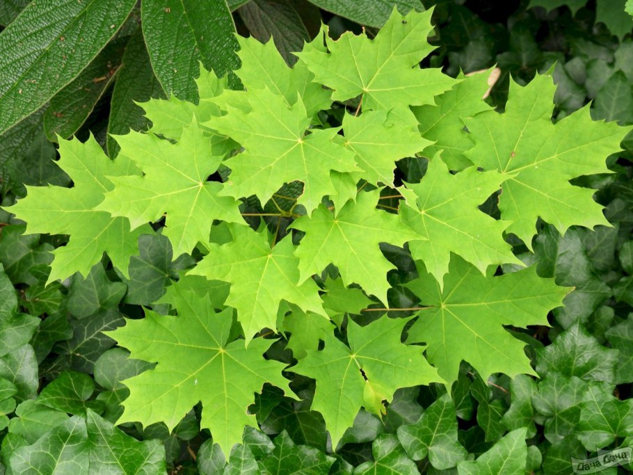 Клен остролистный (Acer platanoides)