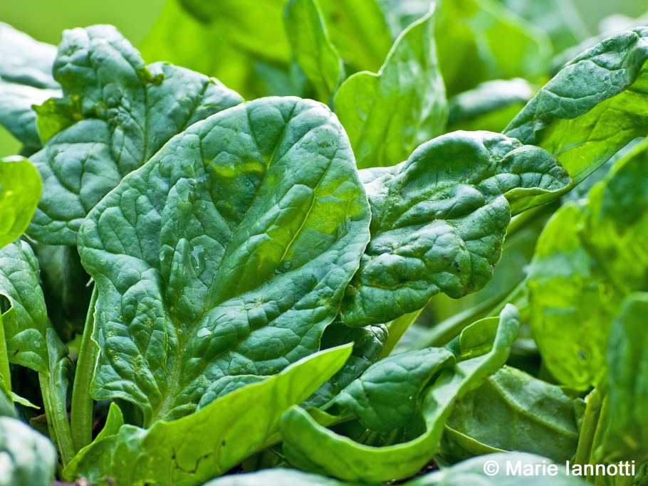 Шпинат остролистный