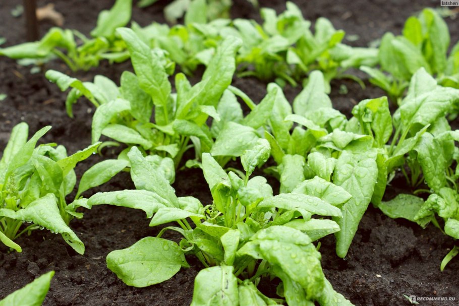 Шпинат Рембрандт f1