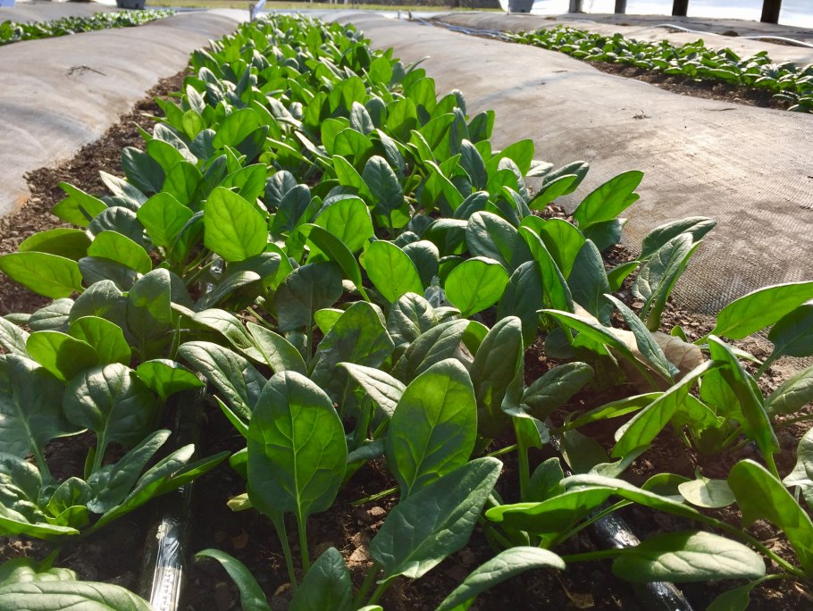 Шпинат огородный растение