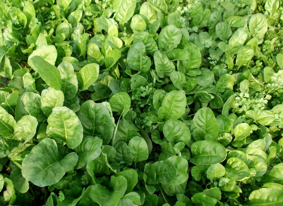 Шпинат огородный всходы