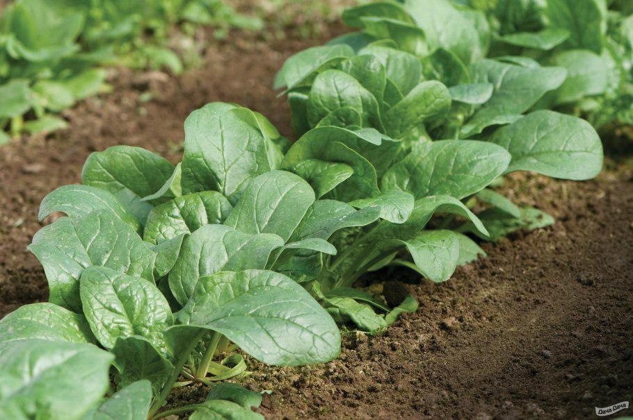 Дикий шпинат