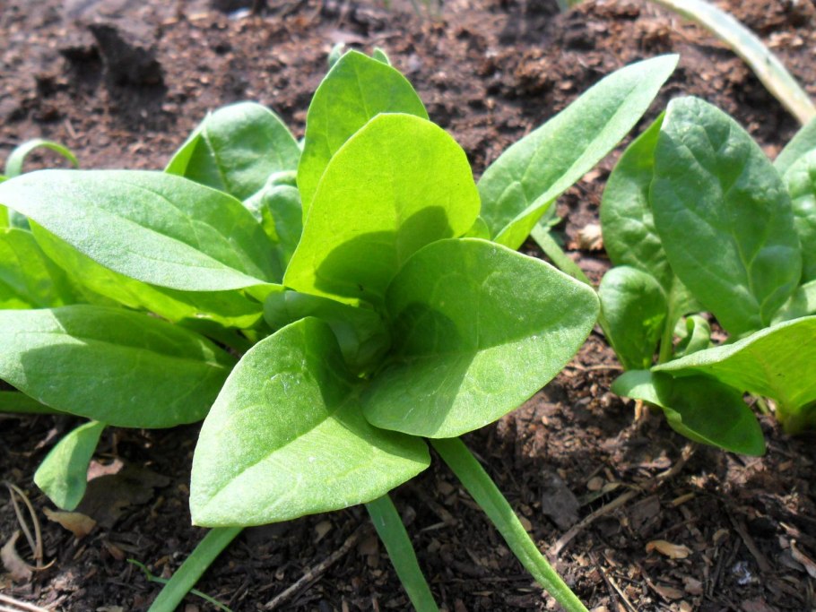 Шпинатный цвет