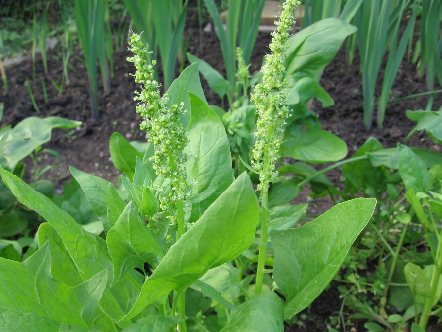 Шпинат огородный это щавель?