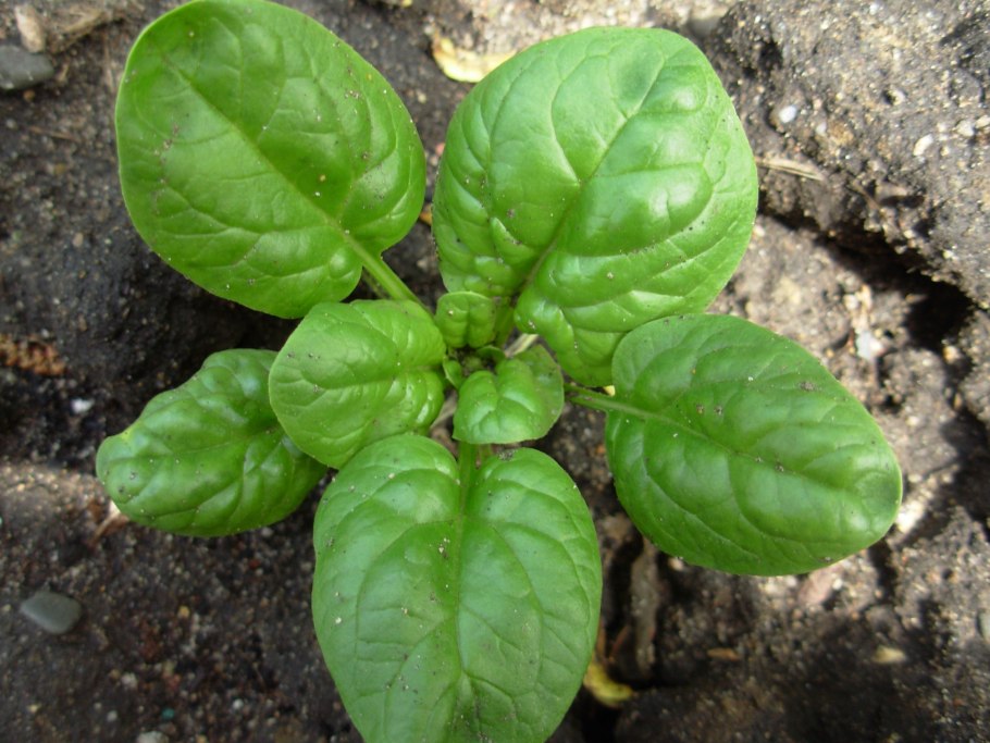 Spinacia oleracea