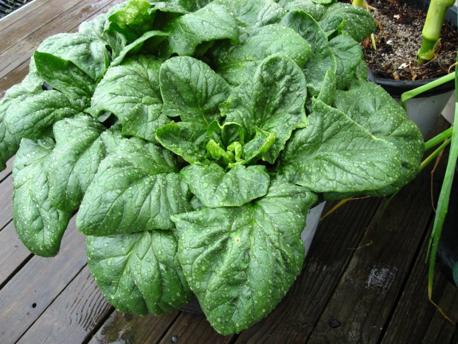 Шпинат жирнолистный