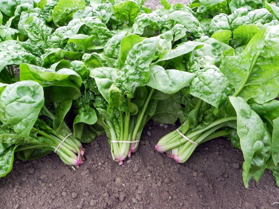 Шпинат Меркат f1