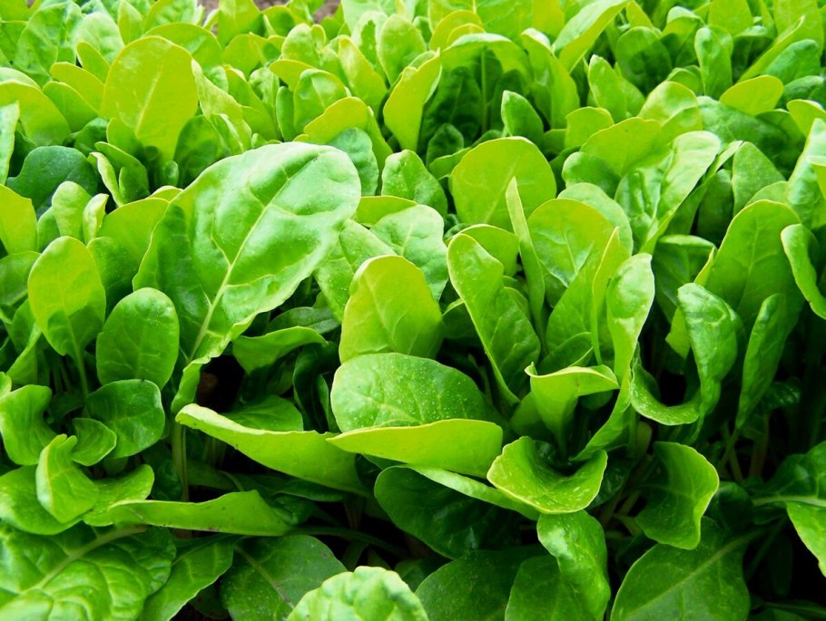 Шпинат огородный (Spinacia oleracea)