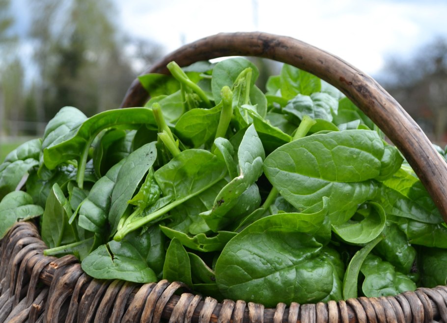 Шпинат Матадор