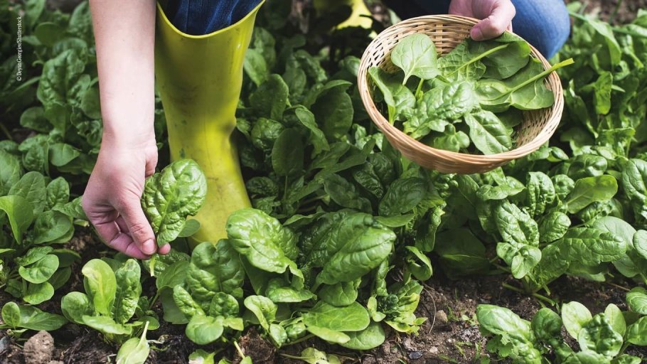 Дикий шпинат