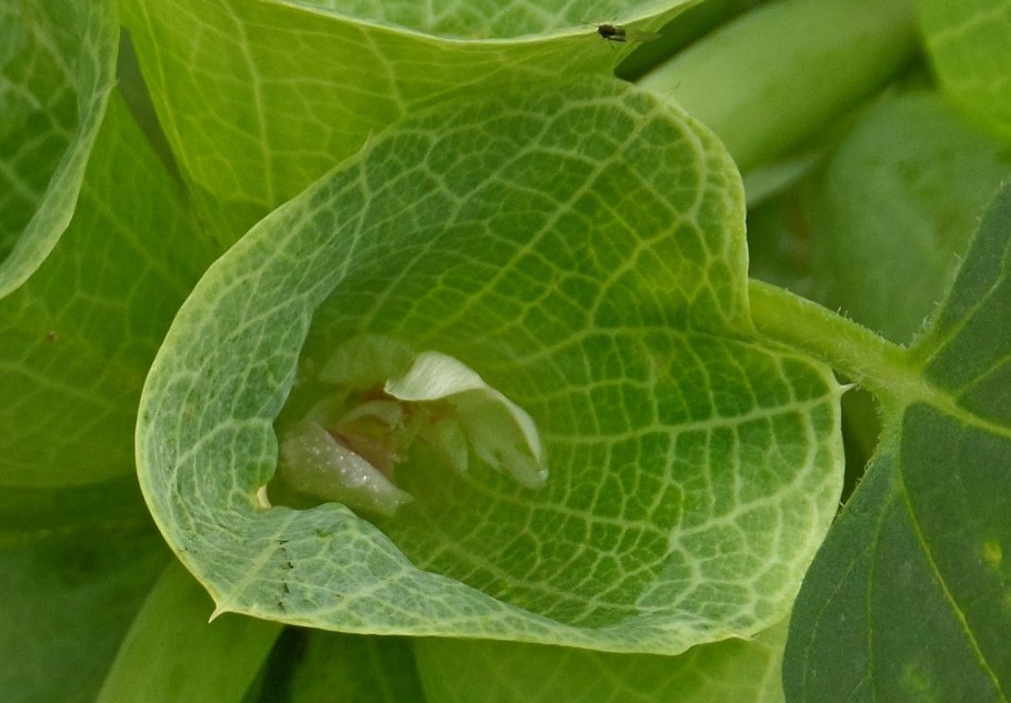 Молюцелла изумруд