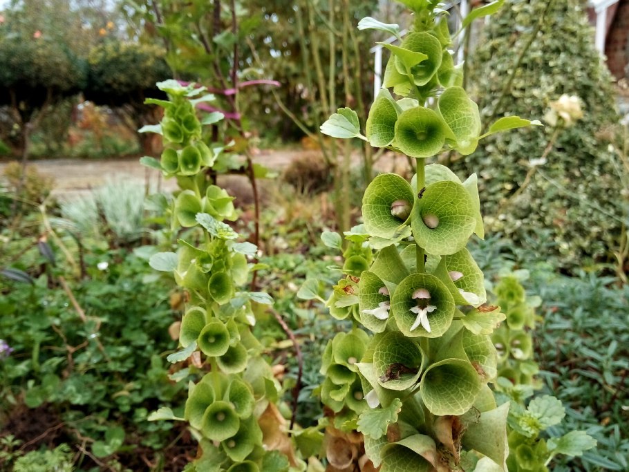 Молюцелла гладкая семена