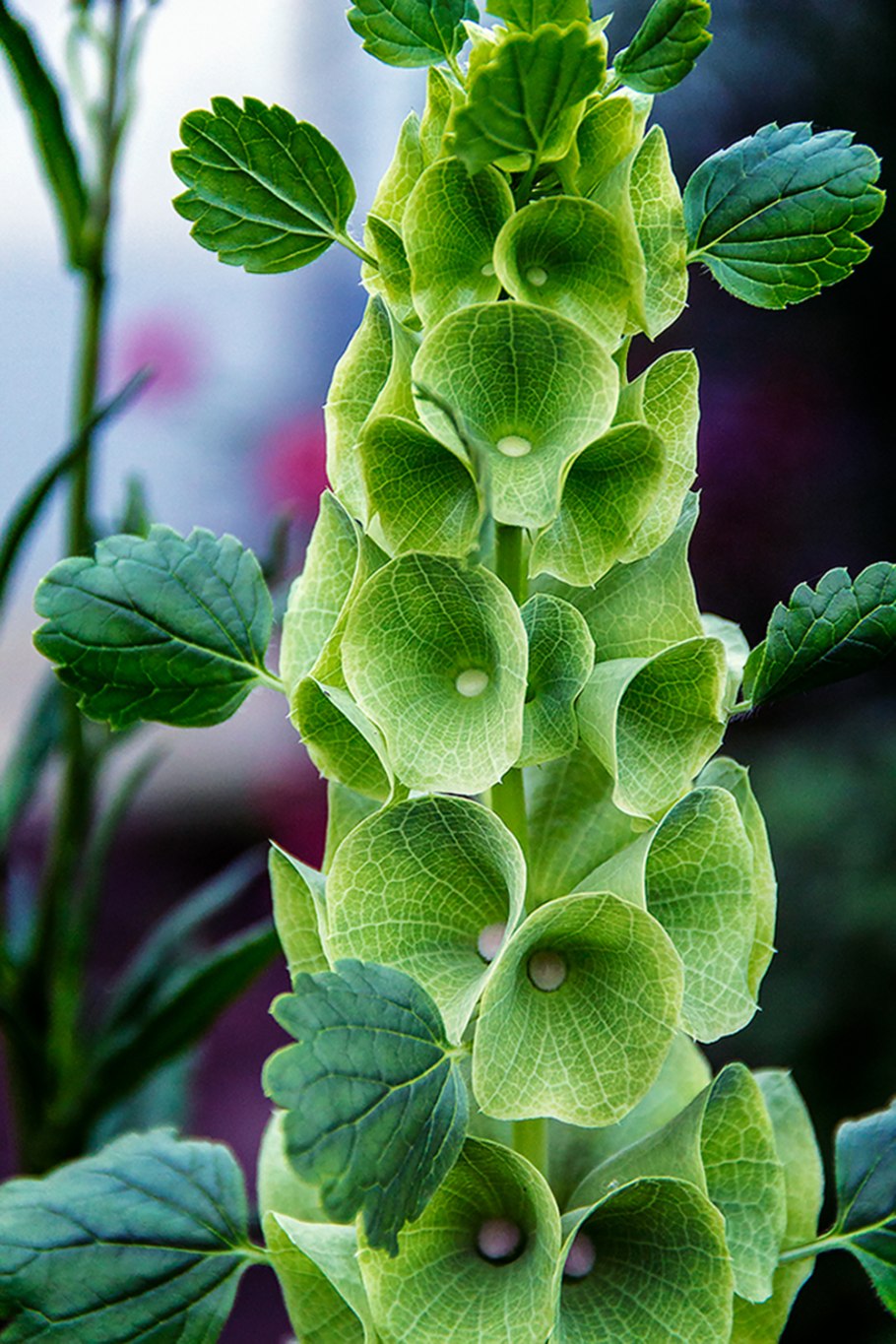 Moluccella laevis