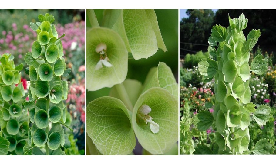 Молюцелла гладкая изумруд