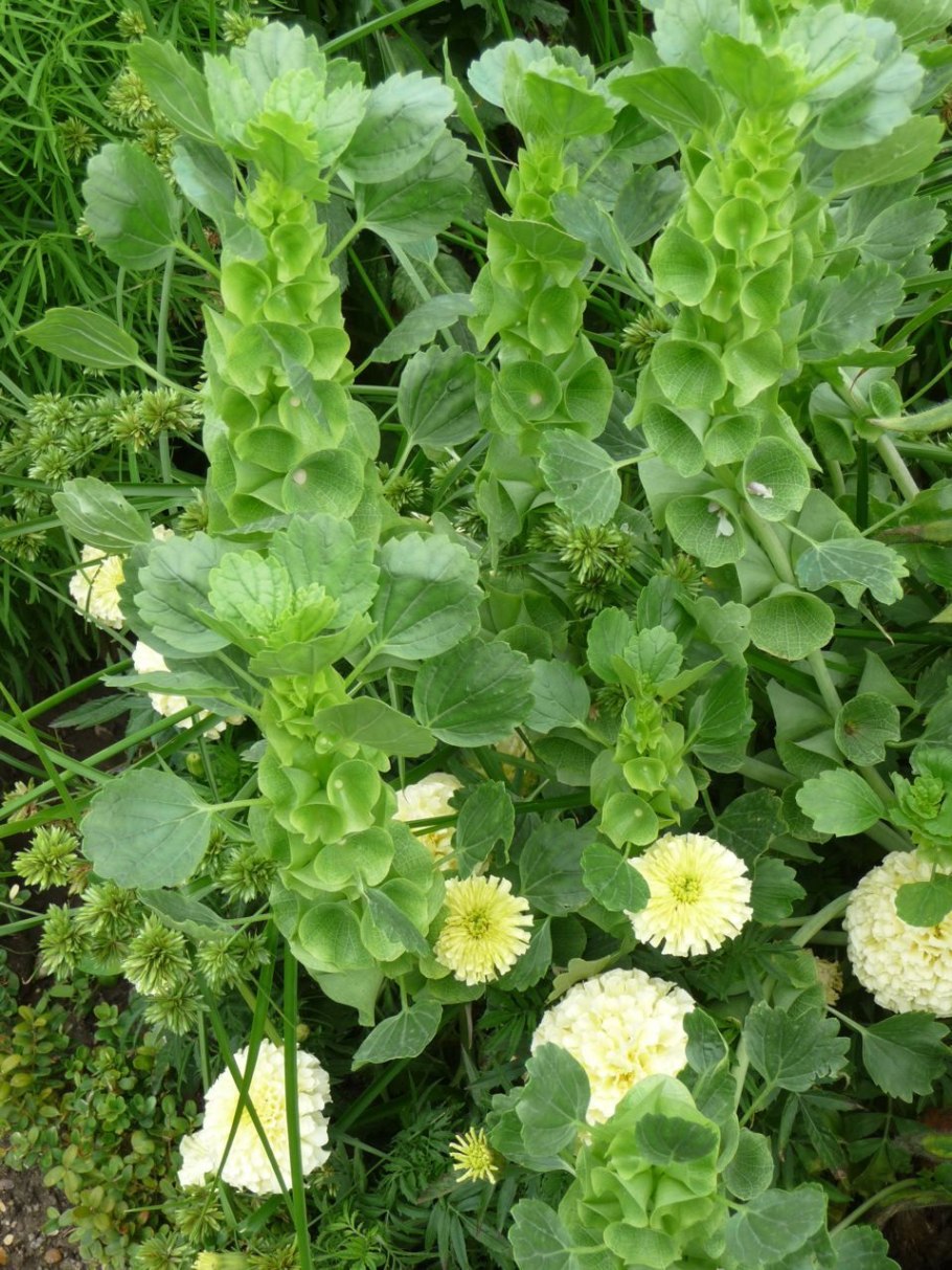 Молюцелла сухоцвет