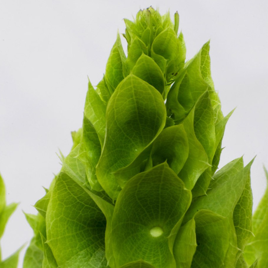 Moluccella Stuk