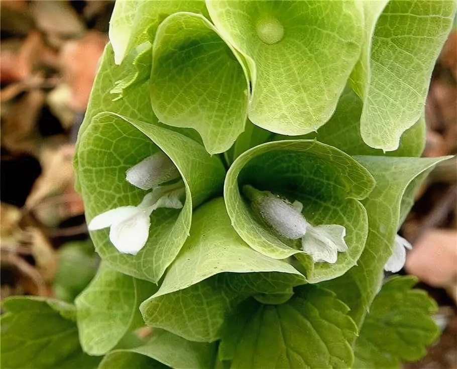 Молюцелла сухоцвет