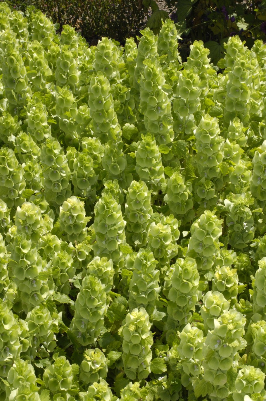 Moluccella laevis