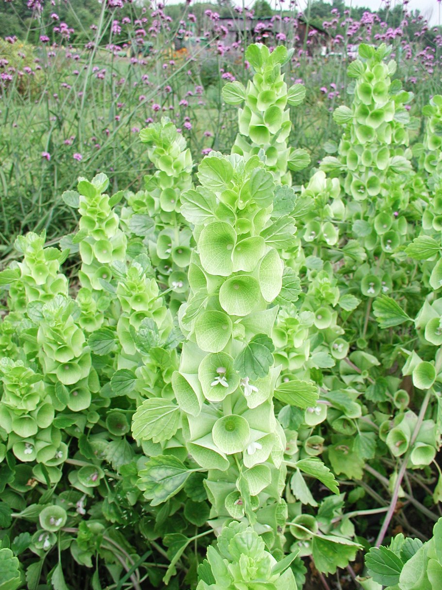 Молюцелла ирландские колокольчики