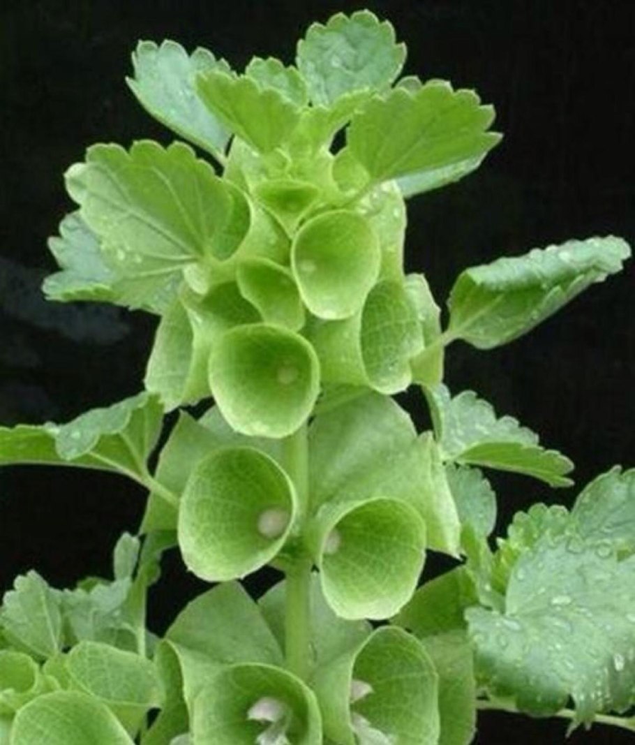 Молюцелла рассада