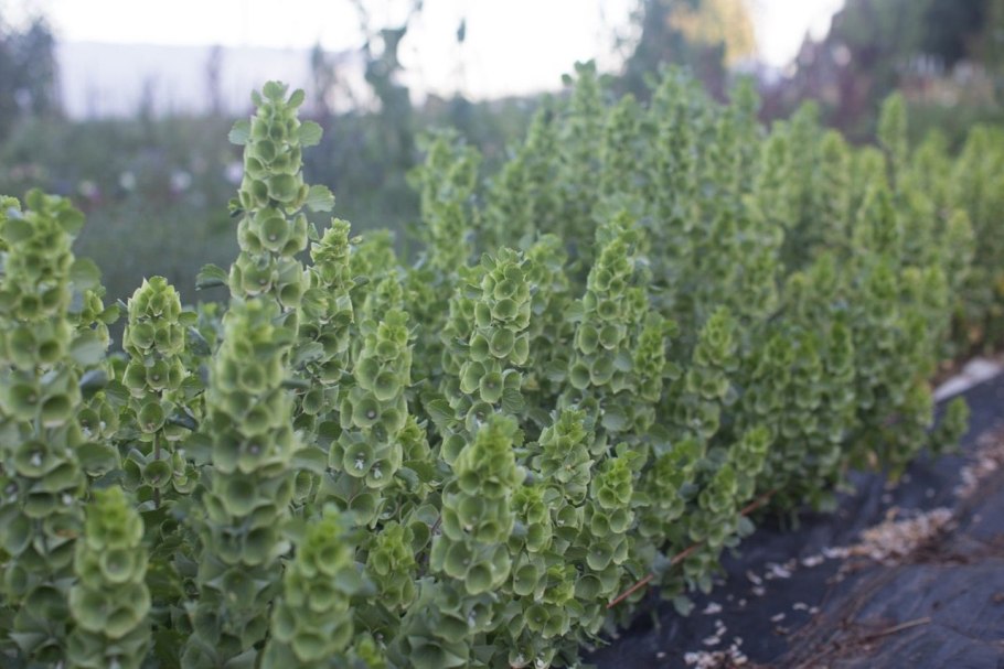 Молюцелла Грин