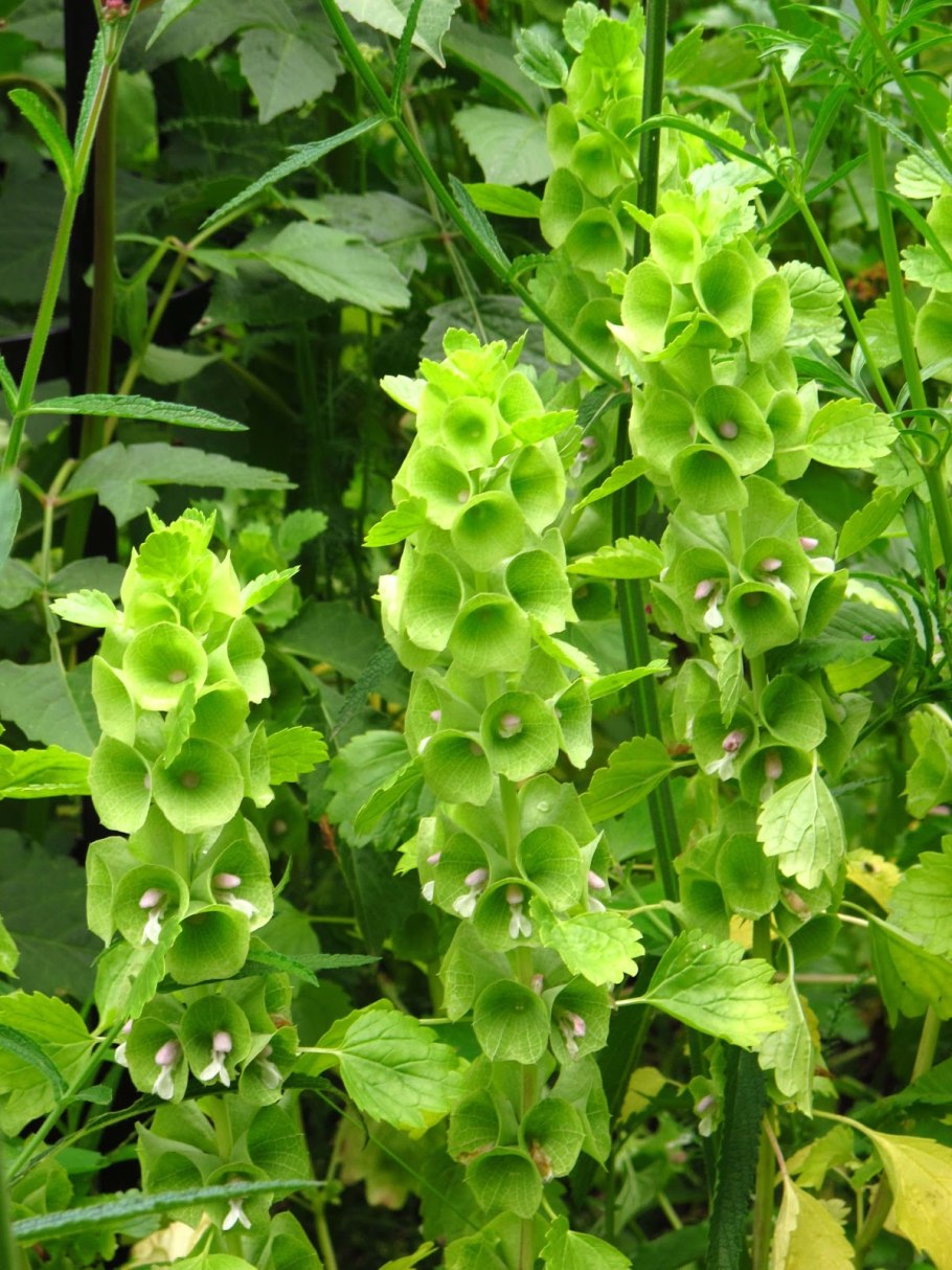 Молюцелла фото