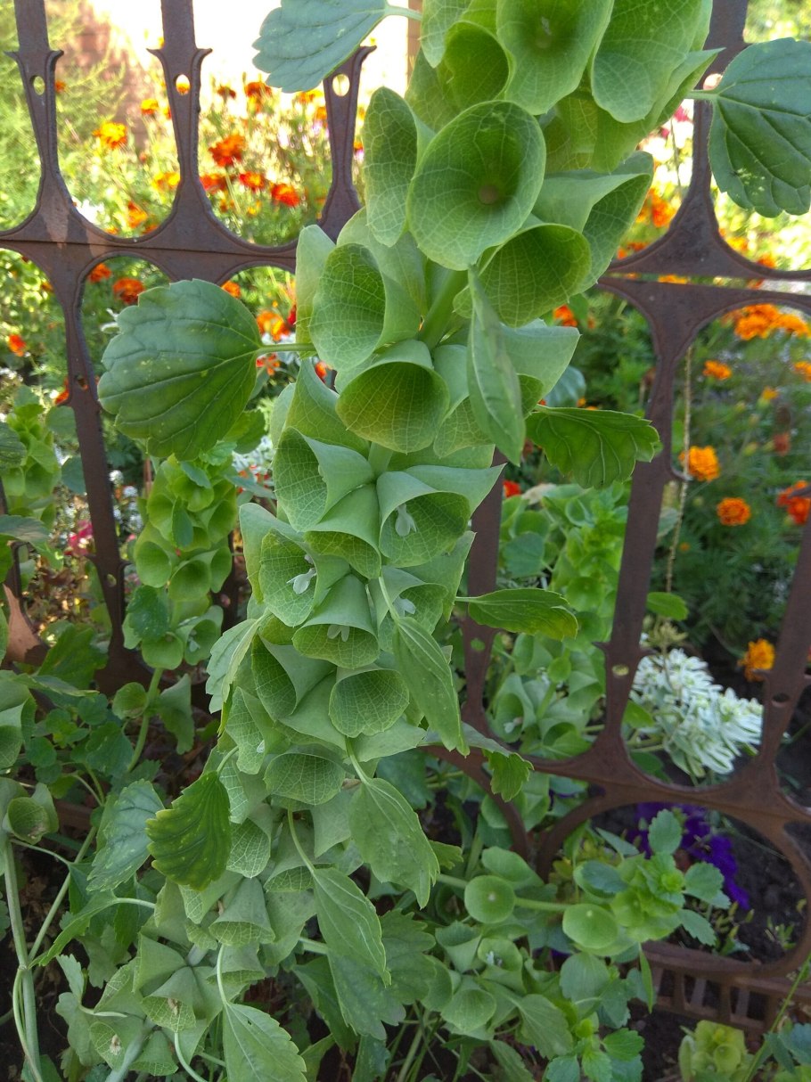 "Moluccella bucharica