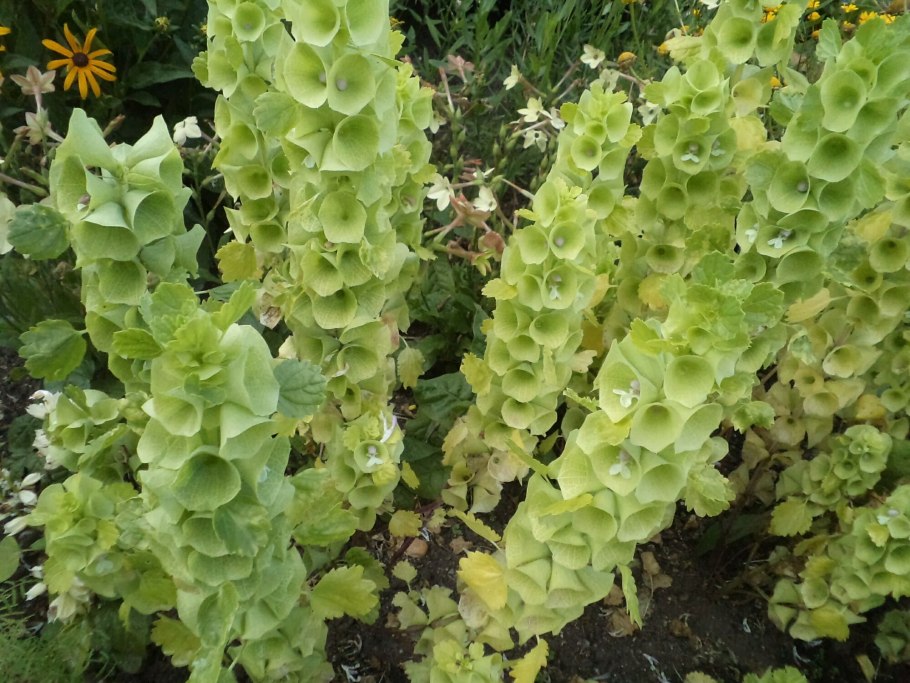 Молюцелла ирландские колокольчики