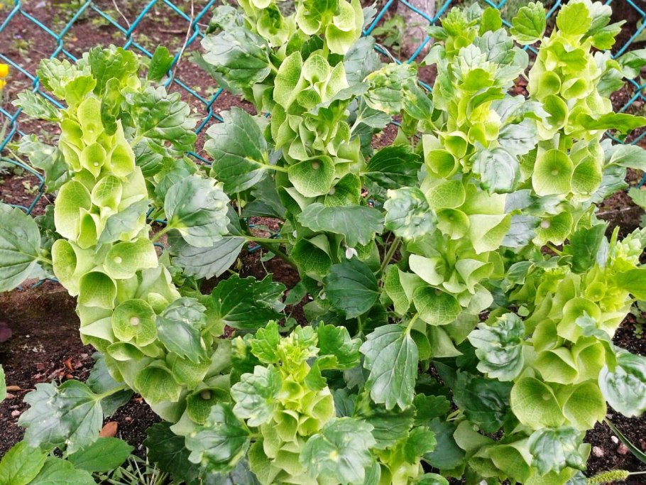 Молюцелла рассада