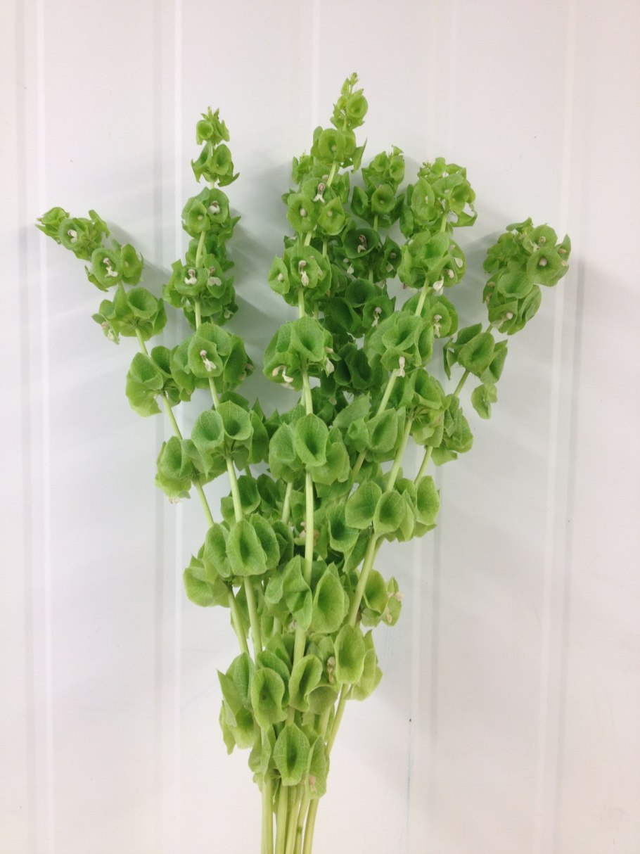 Молюцелла сухоцвет