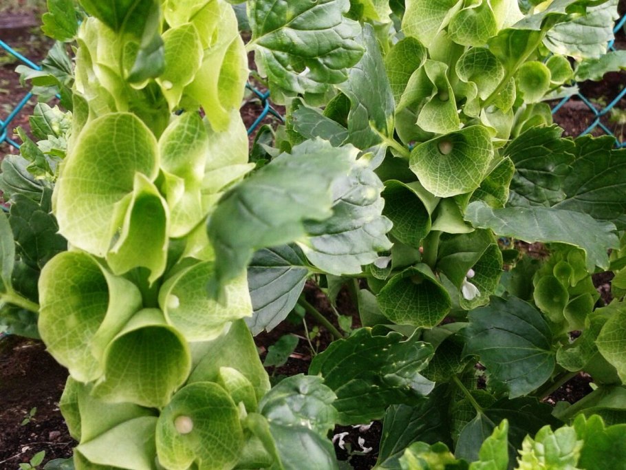 Молюцелла трава