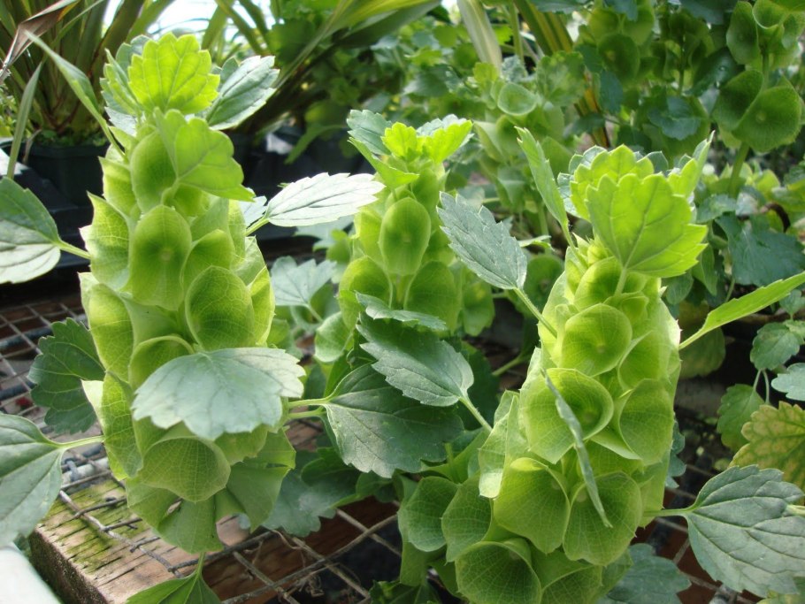 Moluccella laevis