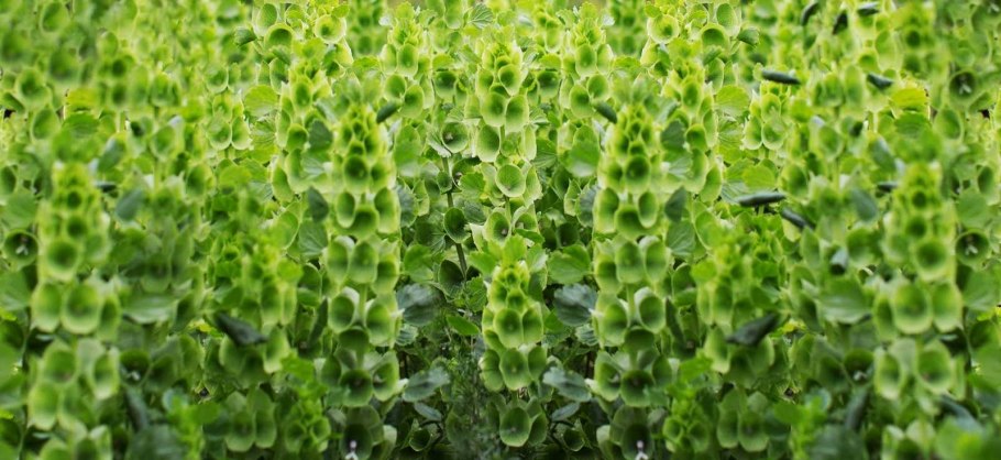 Молюцелла гладкая изумруд