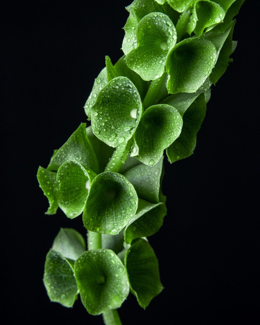 Молюцелла Энигма